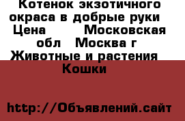 Котенок экзотичного окраса в добрые руки › Цена ­ 50 - Московская обл., Москва г. Животные и растения » Кошки   
